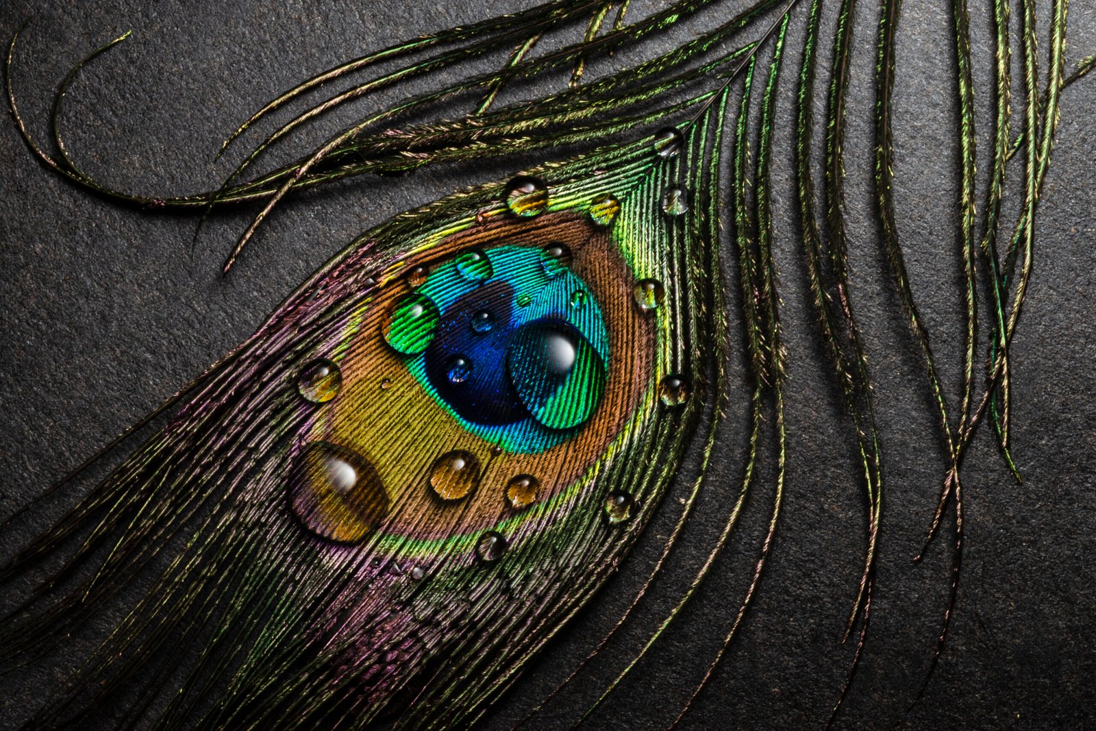 still-life-water-with-peacock-feather